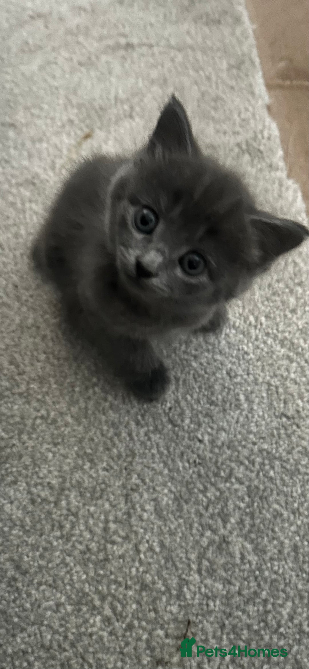Russian Blue cats for sale: Russian blue kittens cross - Image 5