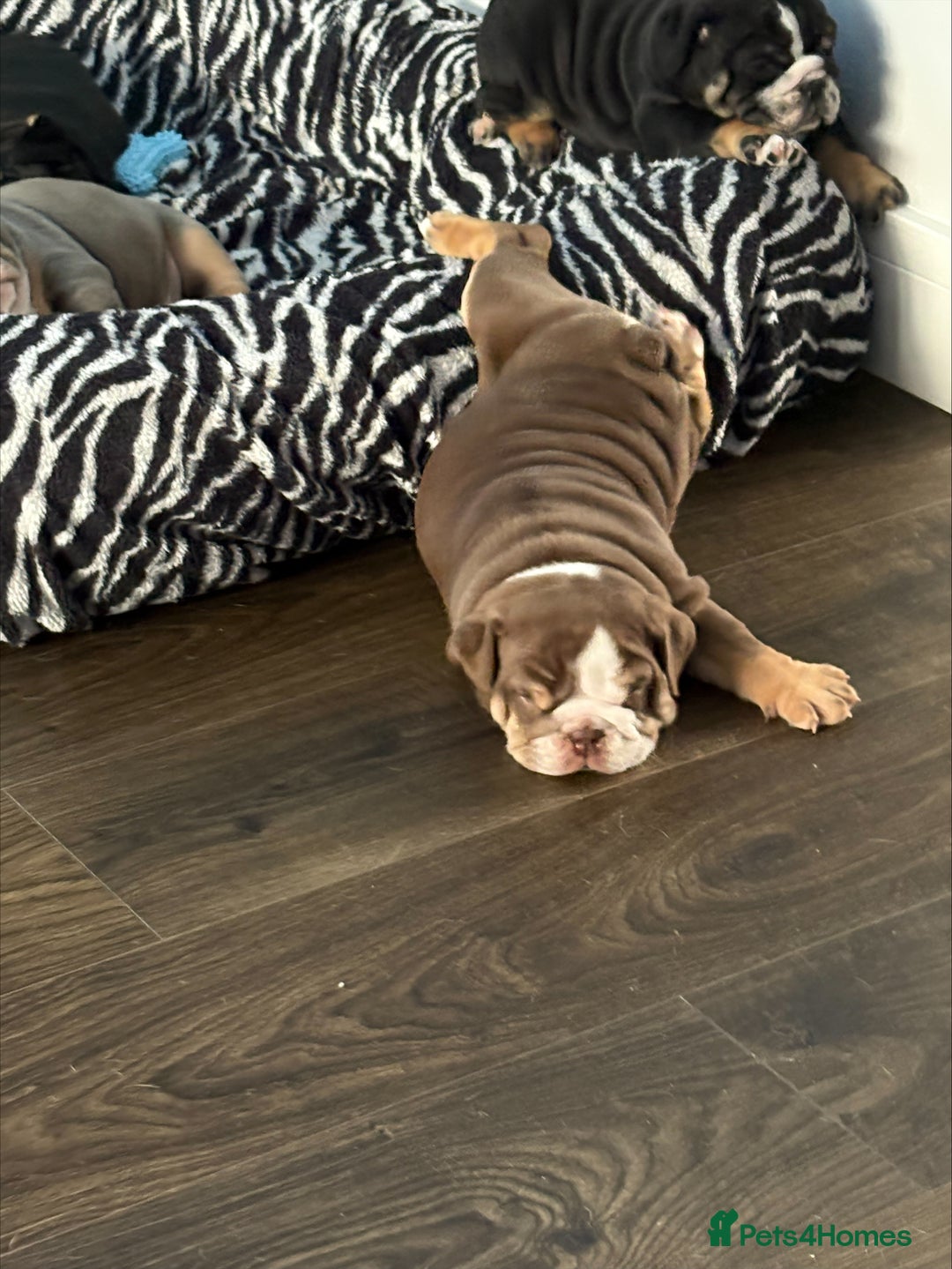 English Bulldog dogs for sale: English bulldog puppies  - Advert 21