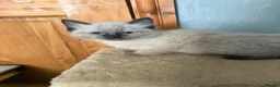 Ragdoll cats for sale: Ragdoll kittens ready now - Advert 5