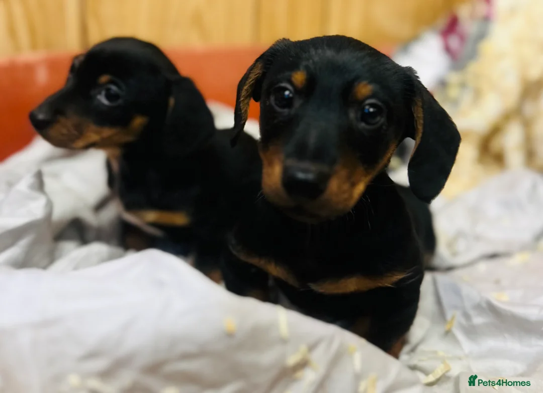 Miniature Dachshund dogs for sale: Two lovely brothers  - Advert 3