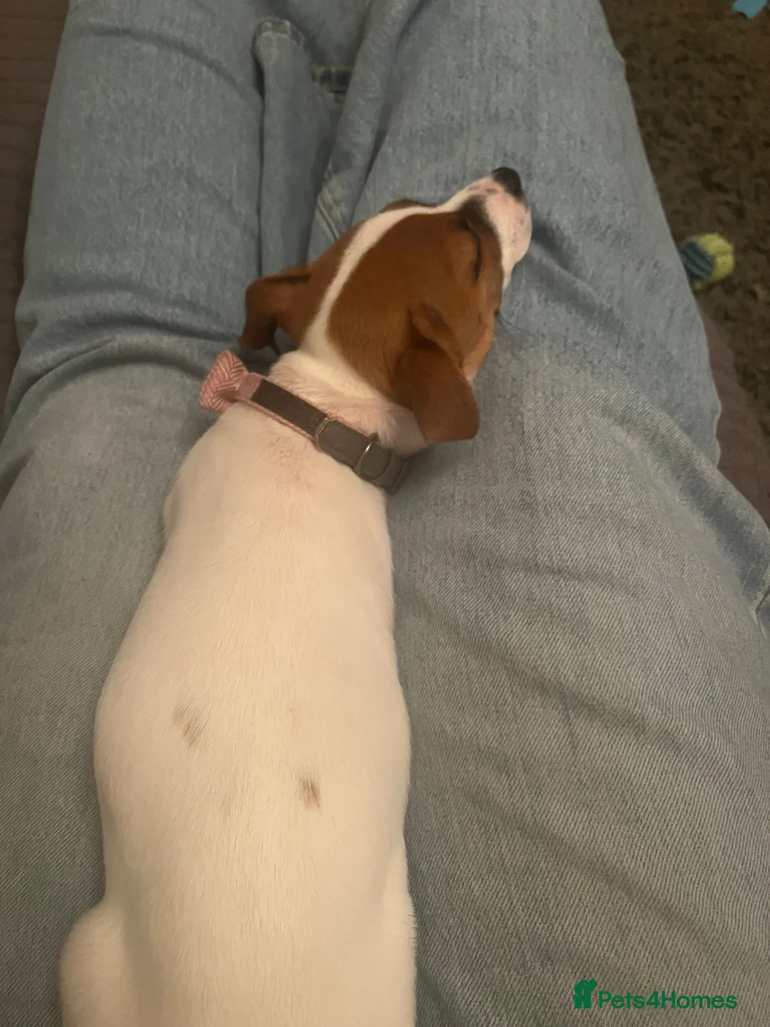 Jack Russell dogs for sale: Beautiful 12-Week-Old Female Puppy in Gravesend - Advert 2