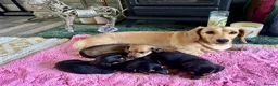 Dachshund dogs for sale: Mini long haired  black /cream   in Par - Advert 3