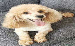 Toy Poodle dogs for sale: Fabulous KC health tested toy poodles  - Image 8