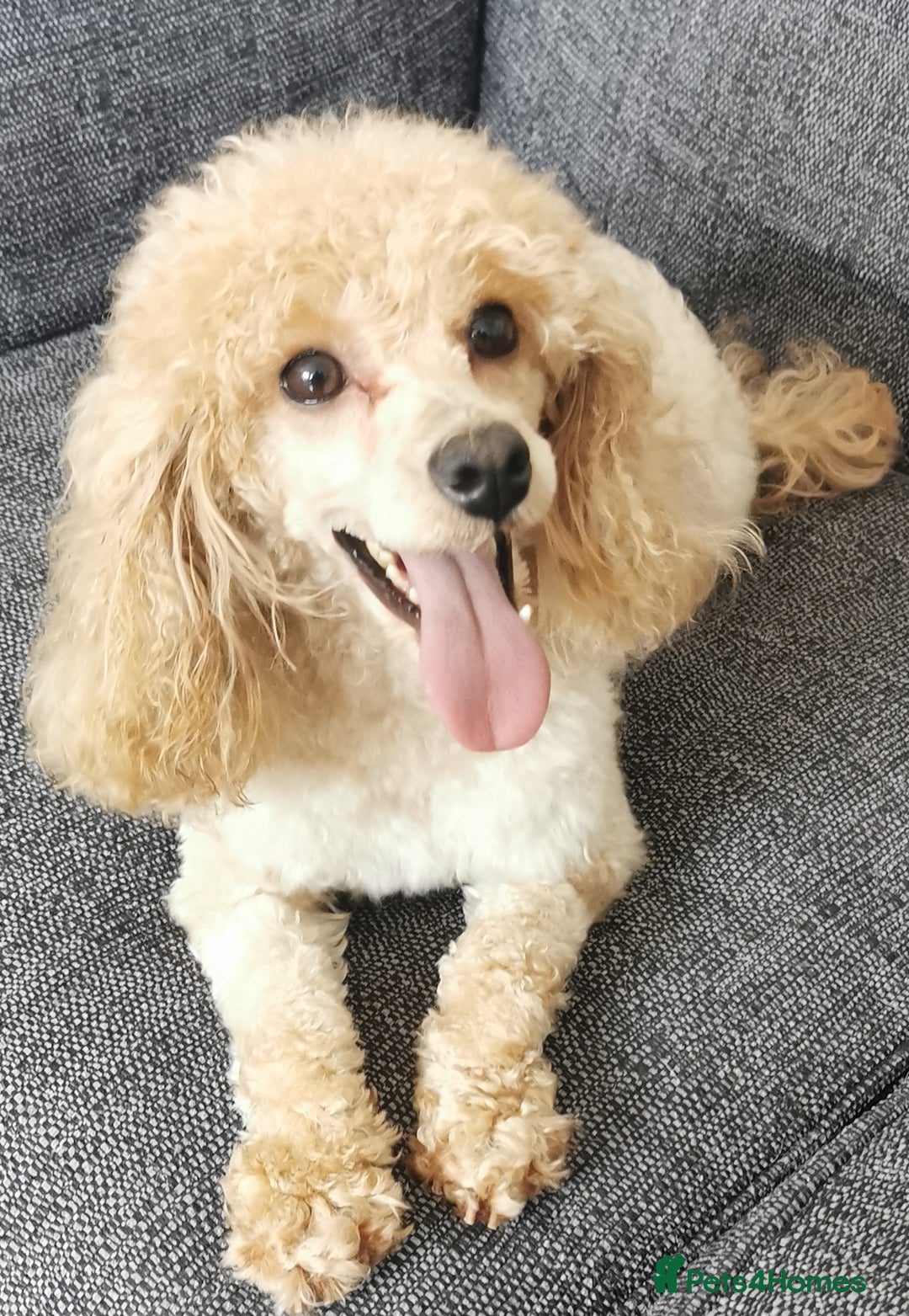 Toy Poodle dogs for sale: Fabulous KC health tested toy poodles  - Image 8