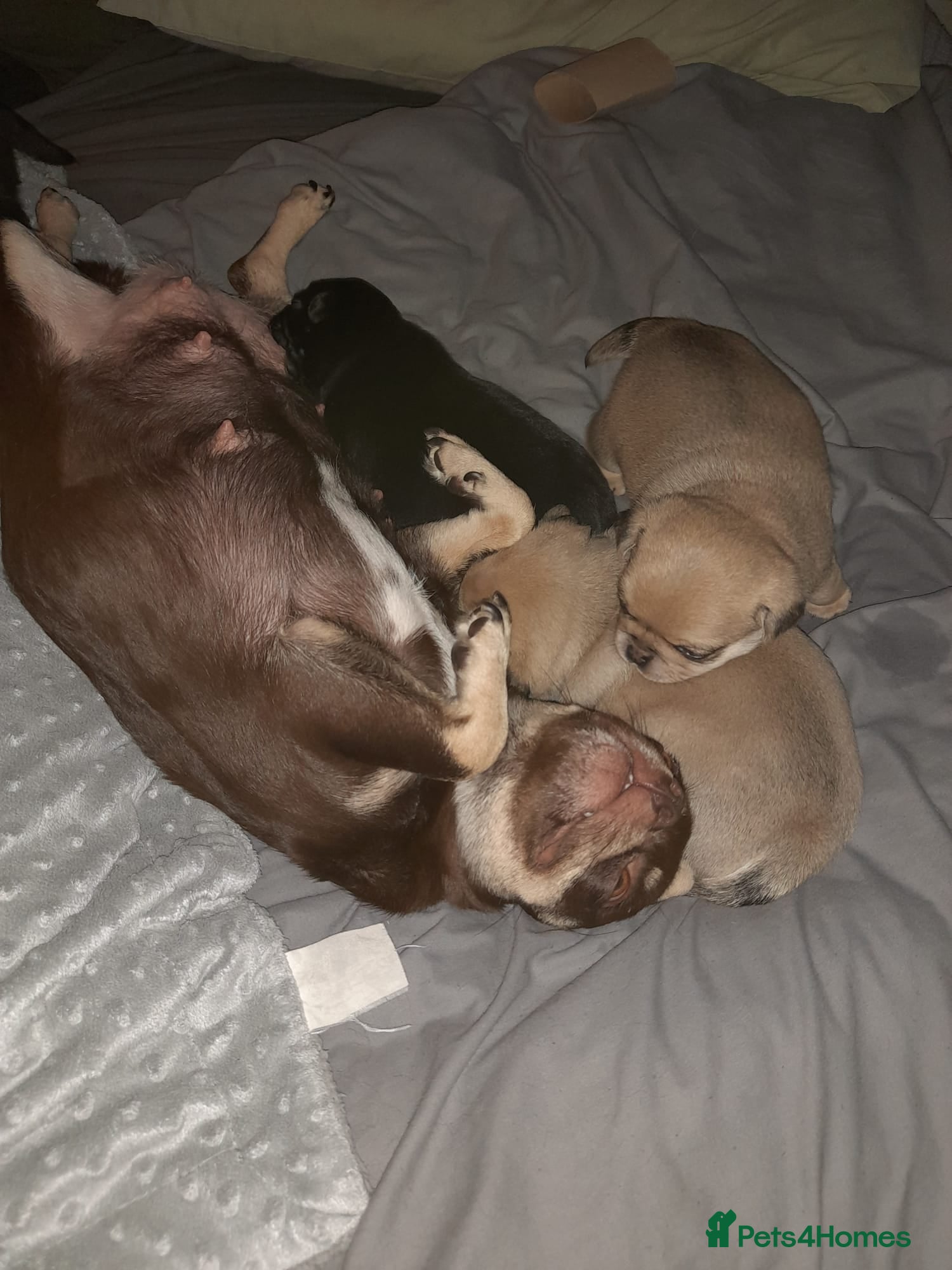 Pug dogs Pug Puppies **Fawn Female AVAILABLE** - Advert 6