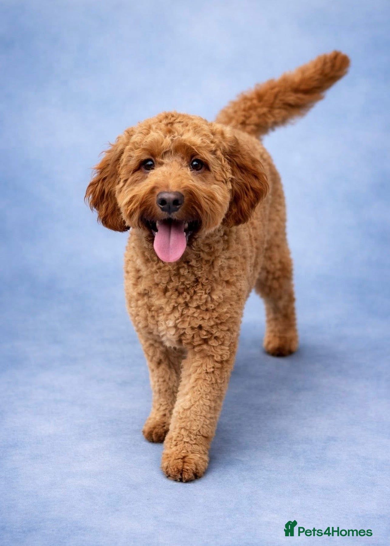 Cockapoo dogs Looking to stud our cockerpoo Murphy.  - Advert 7