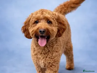 Cockapoo dogs Looking to stud our cockerpoo Murphy. - Advert 7