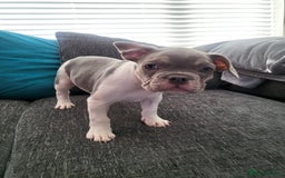 French Bulldog dogs for sale: KC Registered Frenchies ONLY 3 LEFT - Image 8