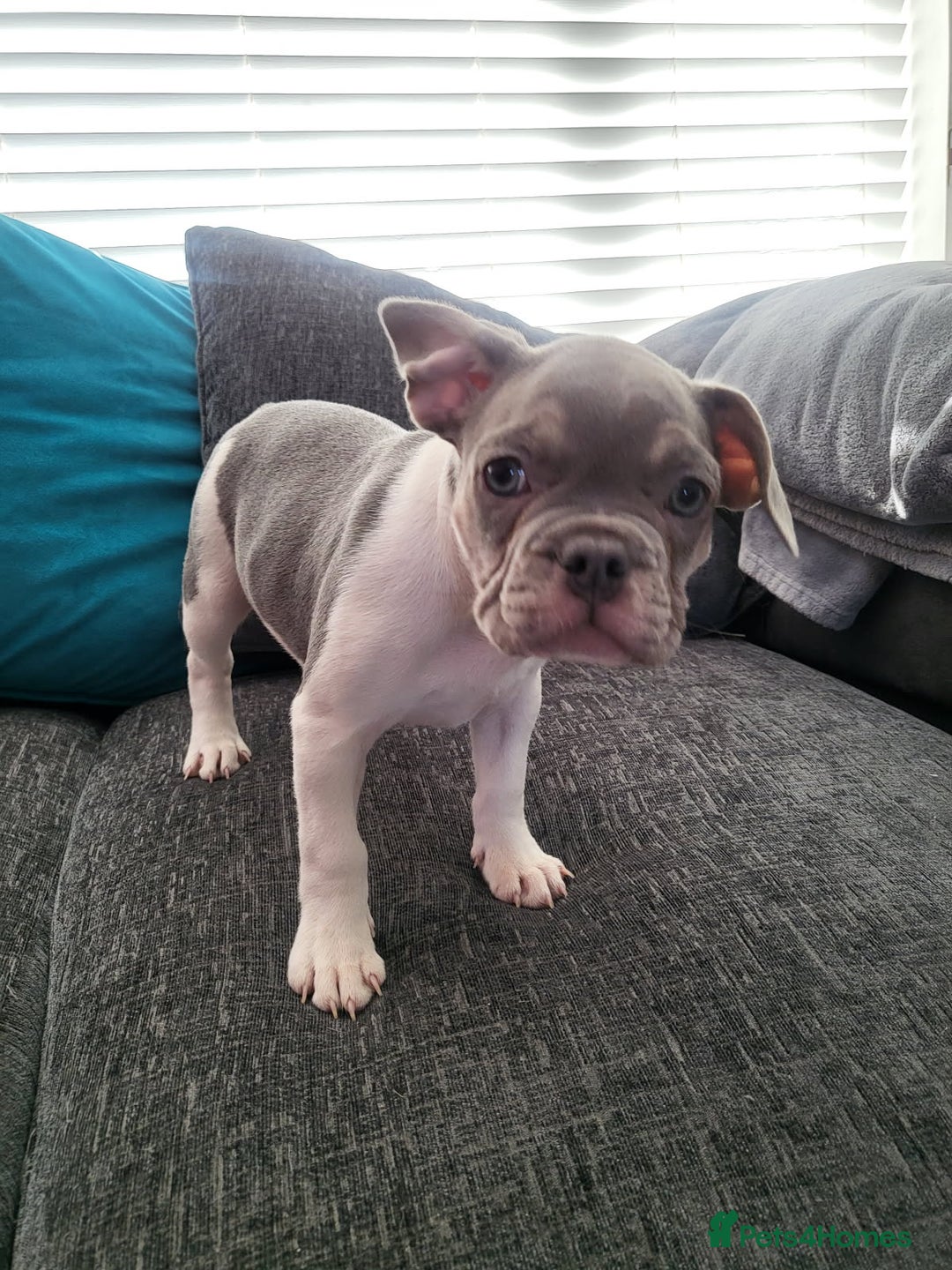 French Bulldog dogs for sale: KC Registered Frenchies ONLY 3 LEFT - Image 8