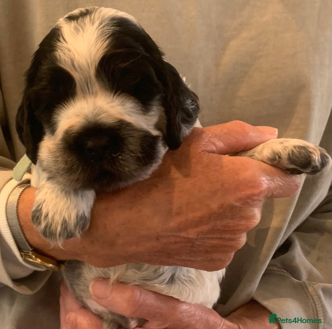 Cocker Spaniel dogs for sale: Show Cocker Spaniel pups - Image 6