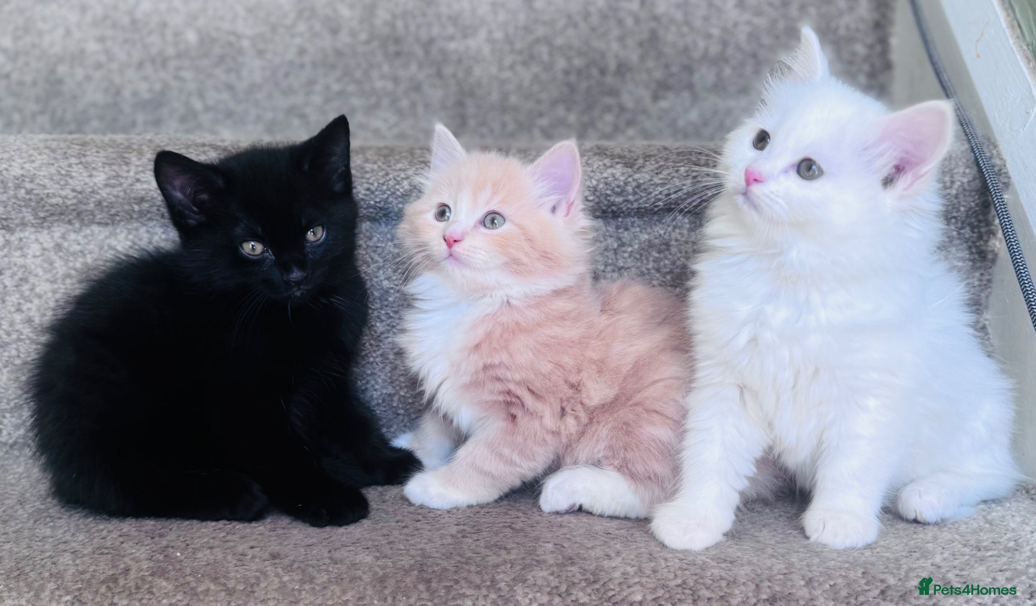 Mixed Breed cats Maine coon x Turkish angora kittens for sale - Advert 1