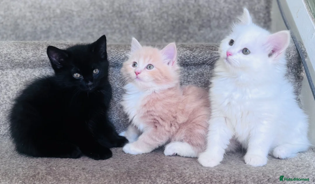 Mixed Breed cats for sale: Maine coon x Turkish angora kittens for sale - Advert 1