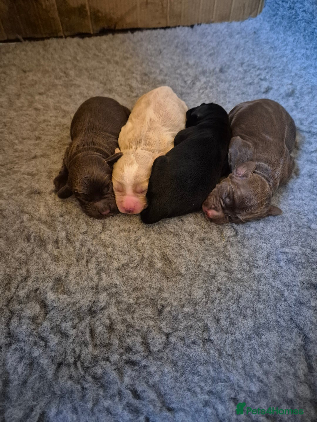 Cocker Spaniel dogs for sale: Working Cocker Spaniel Puppies  - Image 1