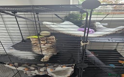 Persian cats for sale: Tabby female with full set up ready to go. - Image 18