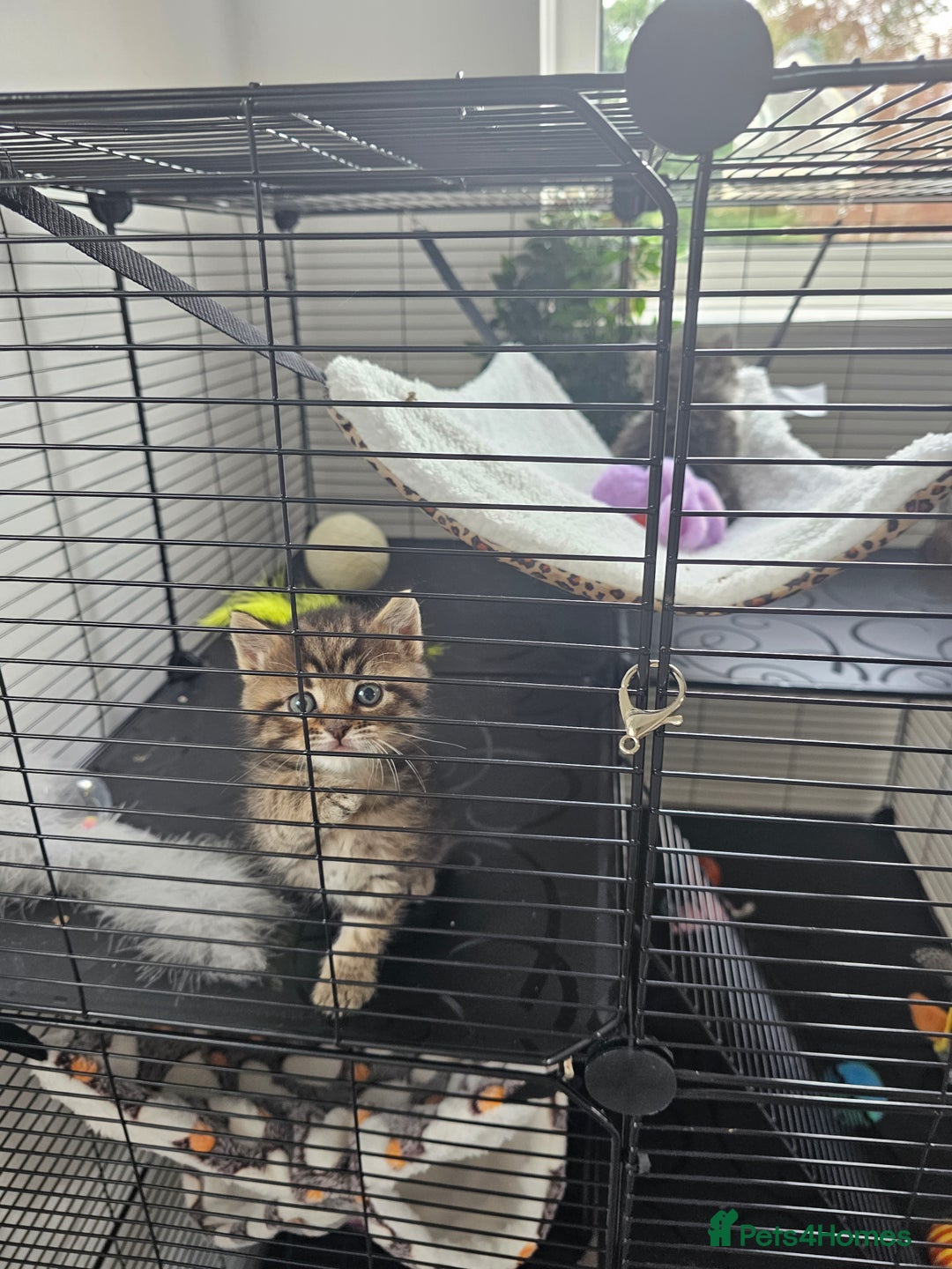 Persian cats for sale: Tabby female with full set up ready to go. - Image 18