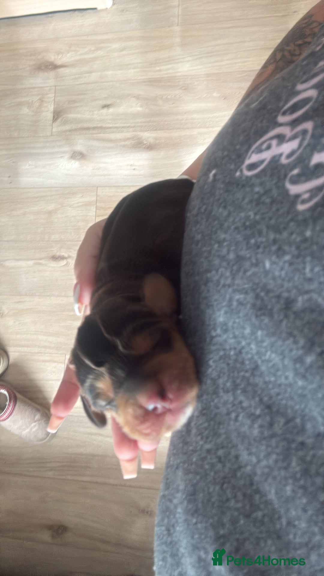 Cocker Spaniel dogs for sale: Gorgeously adorable Show Cocker Spaniels - Advert 10