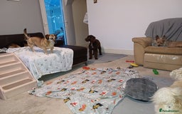 Lagotto Romagnolo dogs for adoption: DEXTER - a superb Lagotto boy for a Loving Home - Image 20