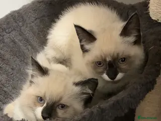 Ragdoll cats X3 Beautiful Ragdoll Kittens - Ready to leave 🐱 - Advert 9