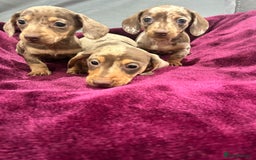 Miniature Dachshund dogs for sale: Miniature dachshund puppies  - Advert 10