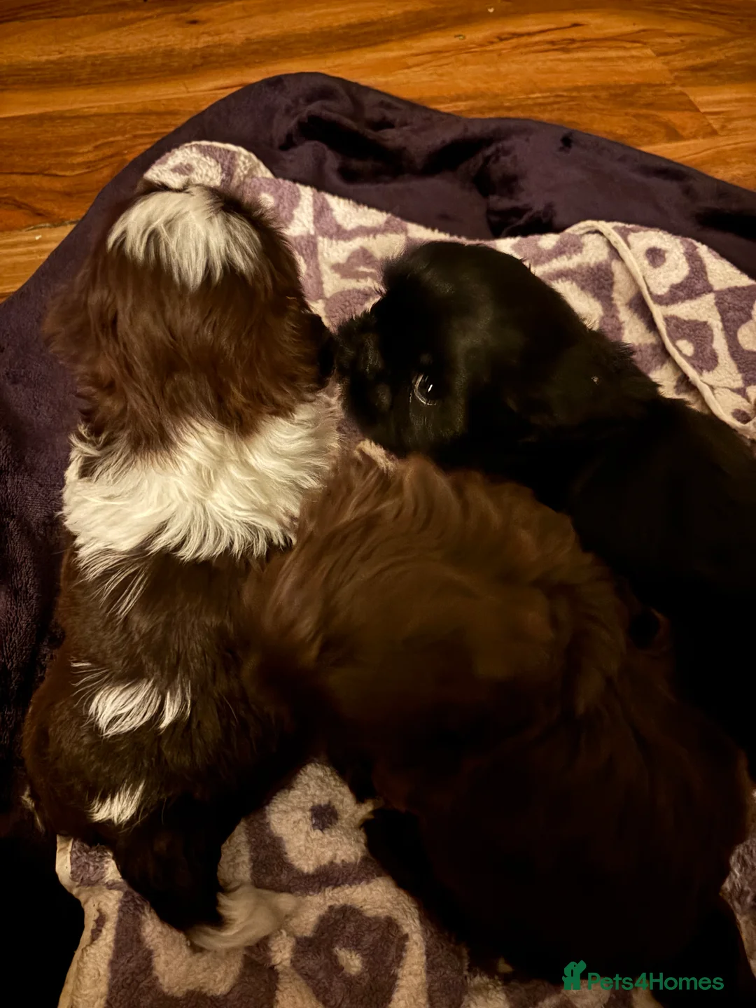 Shih Tzu dogs for sale: 3 beautiful Shih Tzu puppies for sale  - Advert 6