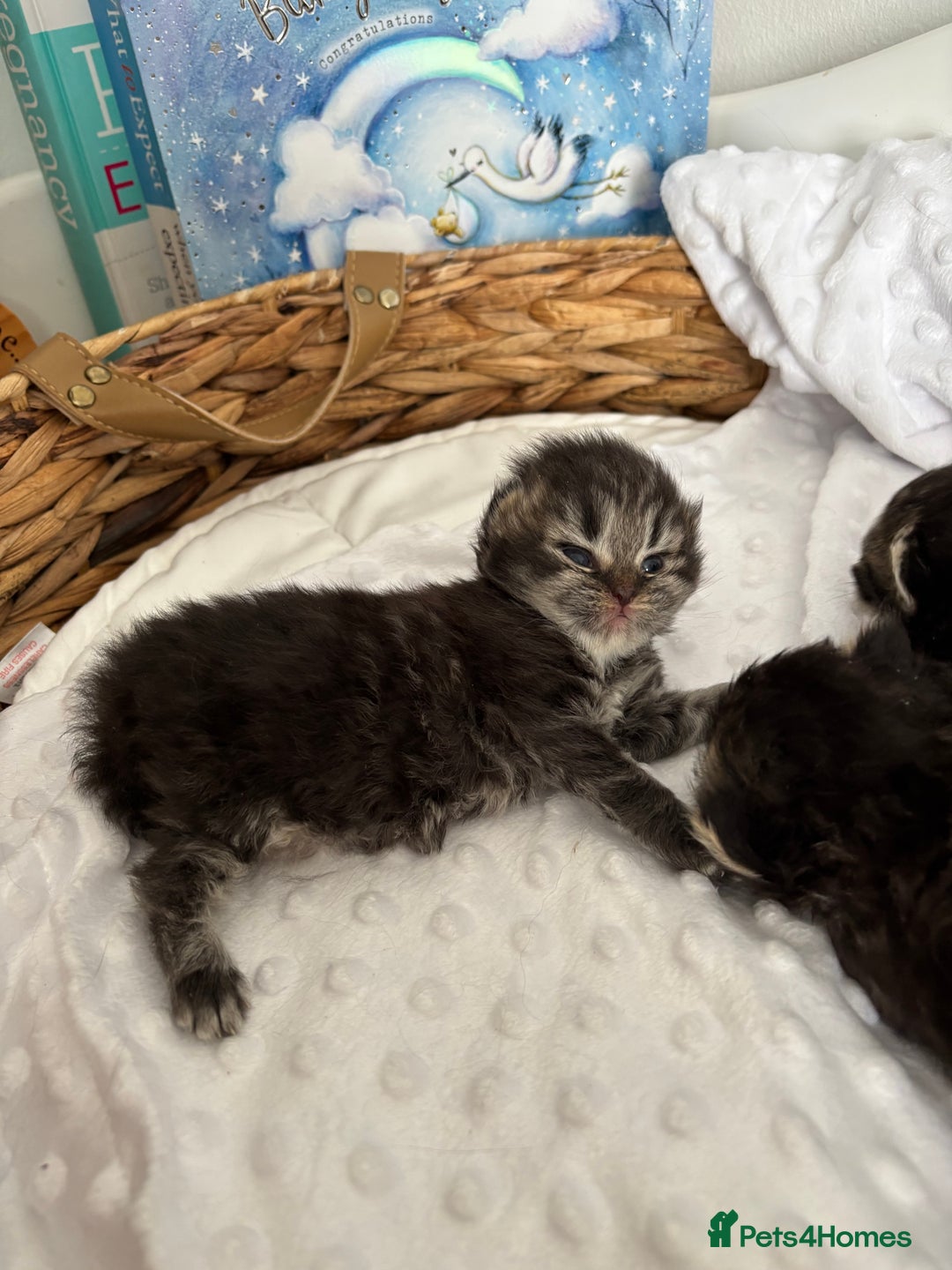 Mixed Breed cats for sale: Beautiful Persian Chinchilla cross kittens  - Image 5