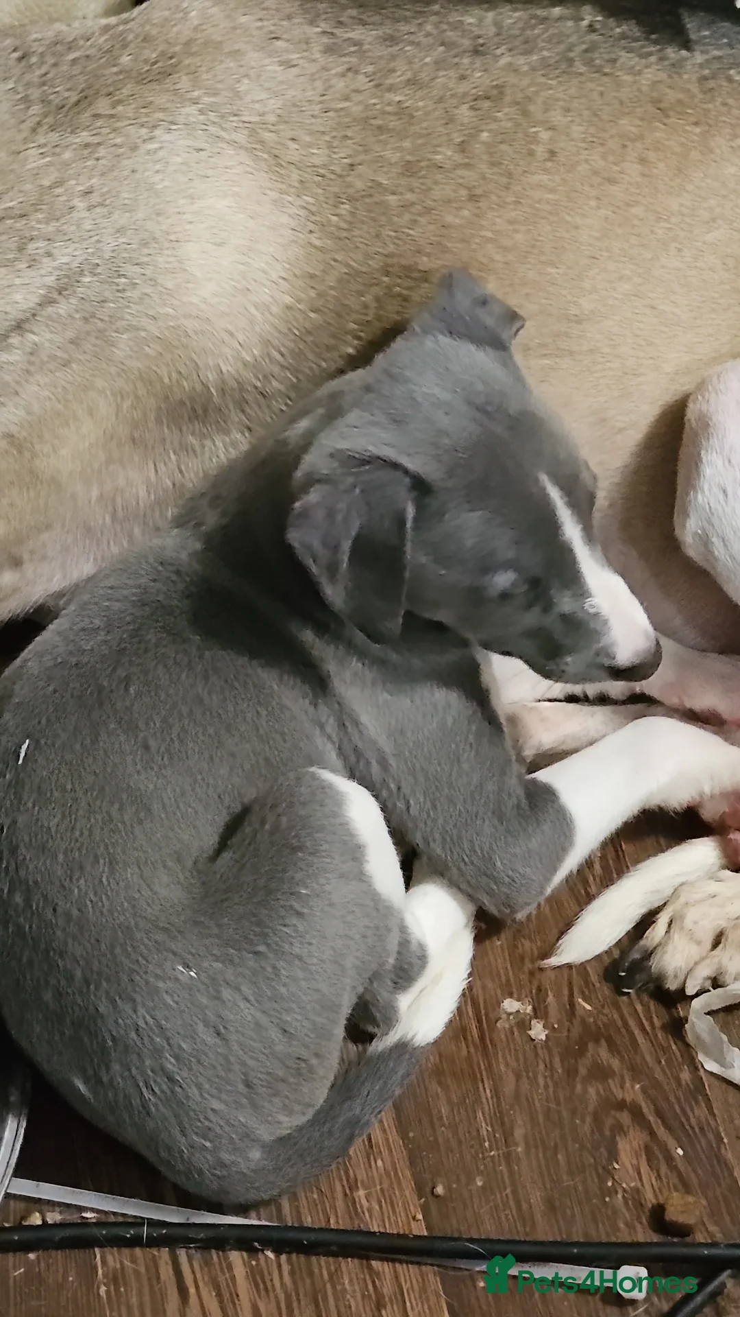 Whippet dogs for sale: READY NOW kc reg blue whippet puppies - Advert 1