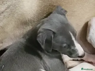 Whippet dogs READY NOW kc reg blue whippet puppies - Advert 3