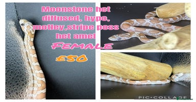 Corn Snake reptiles - Advert 15
