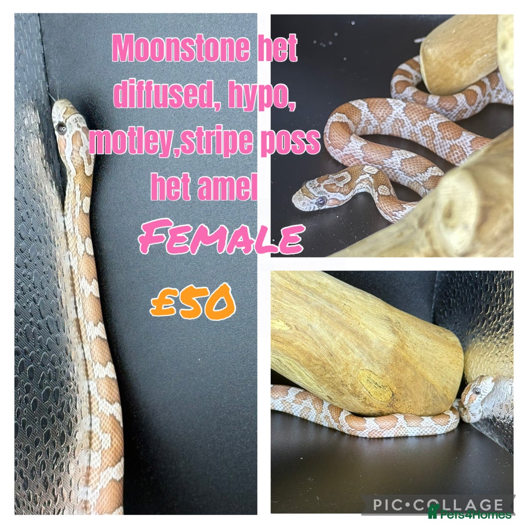 Corn Snake reptiles for sale: Different variations of lavender corn snake babies - Image 10