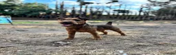 Lakeland Terrier dogs for stud: Red Lakeland for stud  - Advert 5