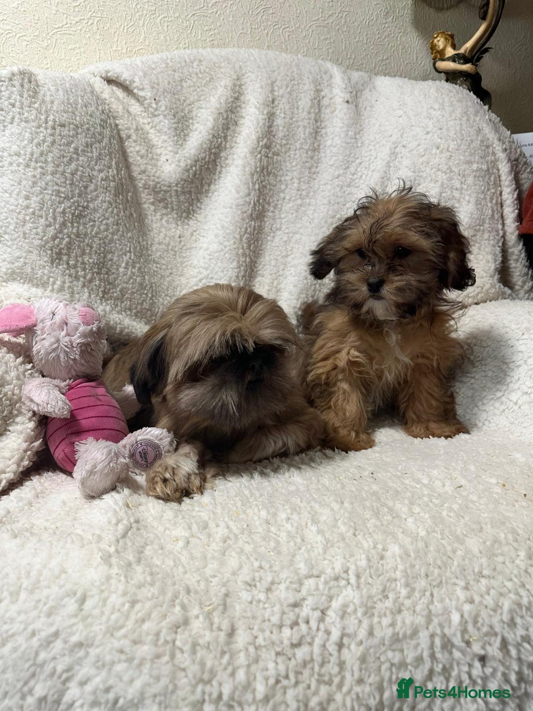 Shihpoo dogs for sale: Gorgeous shihpoo’s - Advert 10