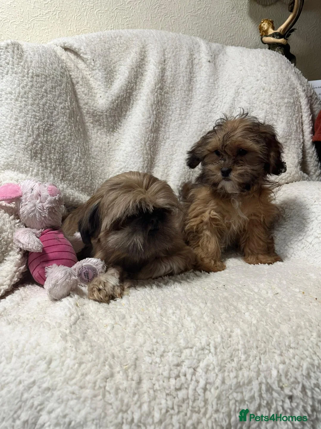 Shihpoo dogs for sale: Gorgeous shihpoo’s - Advert 10