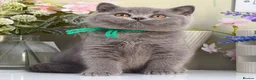 British Shorthair cats for sale: Gorgeous British Kittens - Advert 9