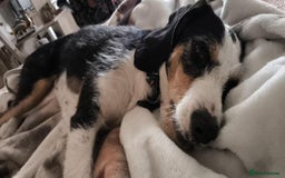 Mixed Breed dogs for adoption: Bonny - playful Griffon for adoption - Image 22