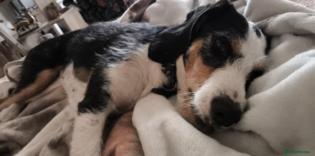 Mixed Breed dogs for adoption: Bonny - playful Griffon for adoption - Image 22