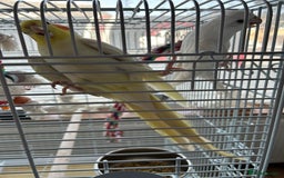 Cockatiels birds for sale: Ozzy and chip looking for a nice home - Image 9