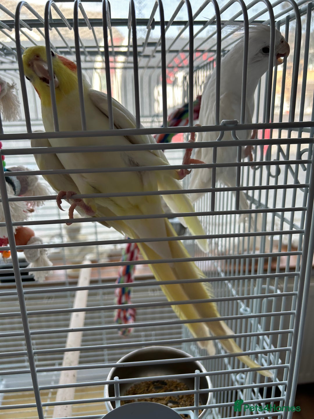 Cockatiels birds for sale: Ozzy and chip looking for a nice home - Image 9