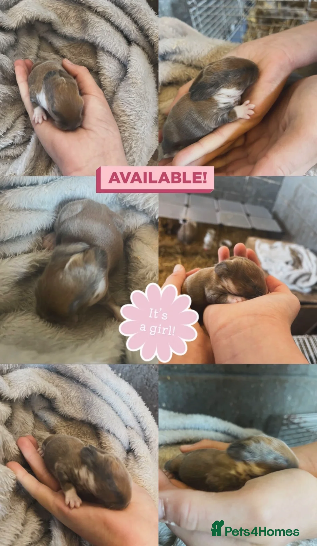 Mini Lop rabbits for sale: Stunning Mini Lop Babies Ready To Reserve 🐰🤍✨ - Advert 2