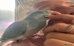 Ringnecks birds for sale: Gorgeous Male HandReared Blue Indian Ringneck £550 - Image 7