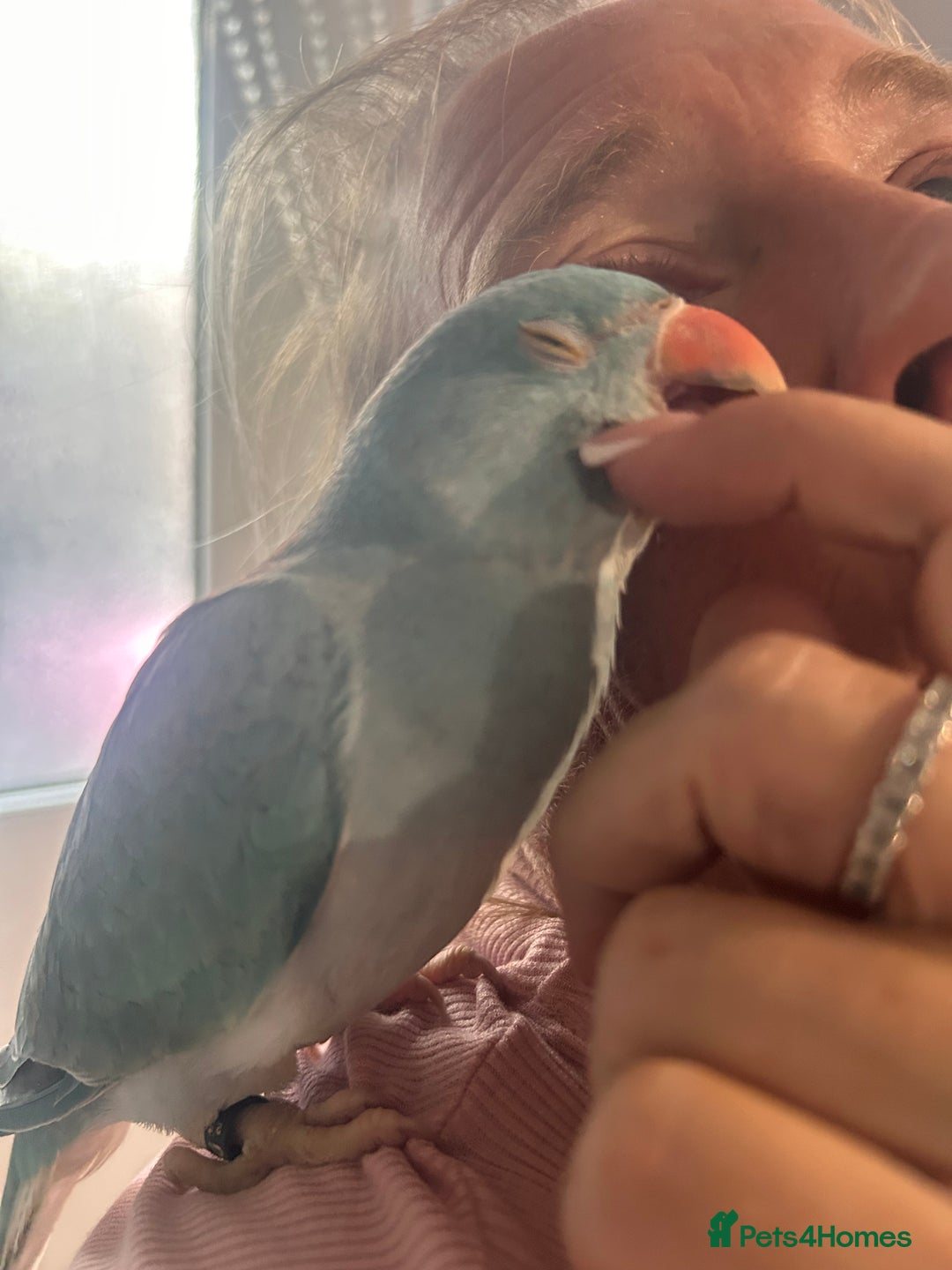 Ringnecks birds for sale: Gorgeous Male HandReared Blue Indian Ringneck £550 - Image 7