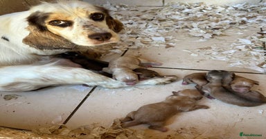 Cockapoo dogs - Advert 7