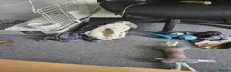 Mini Lop rabbits for sale: Male rabbit  in Milton Keynes - Advert 4