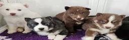 Siberian Husky dogs for sale: Ready to go ! Siberian Husky - Advert 31