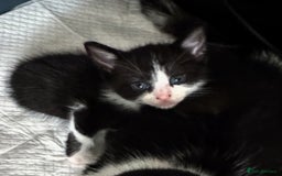 Mixed Breed cats for sale: Adorable kittens for sale - Image 11
