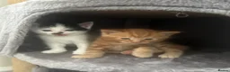 Mixed Breed cats for sale: 3 beautiful fur babies - Advert 4