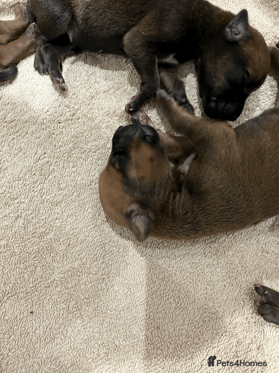 Rhodesian Ridgeback dogs for sale: * CUTENESS ALERT * READY END OF JANUARY - Advert 15