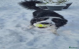 Border Collie dogs for adoption: Meet Mitch - Advert 3