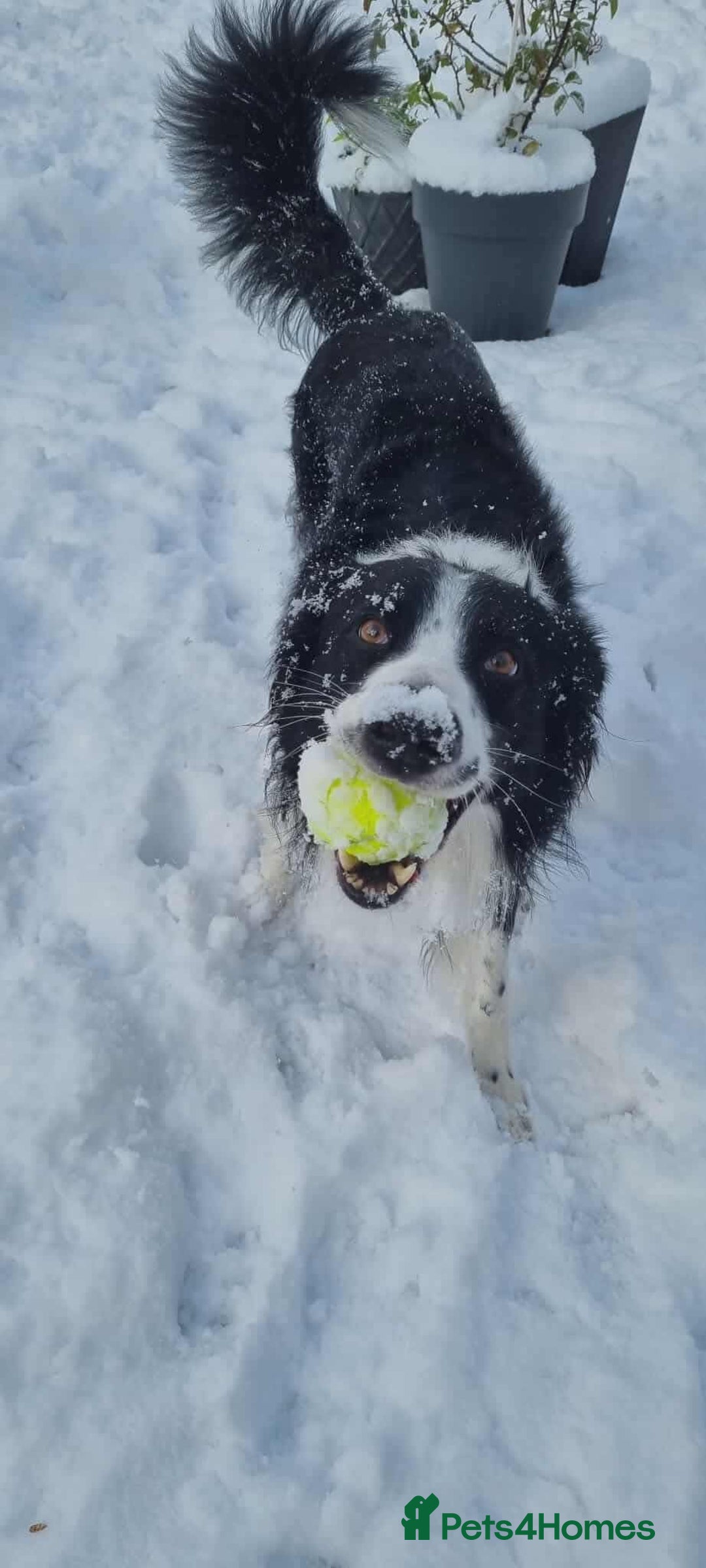 Border Collie dogs for adoption: Meet Mitch - Advert 3