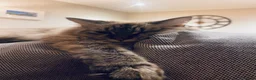 Mixed Breed cats for sale: Misha  - Advert 1