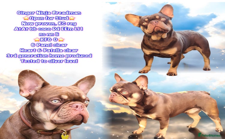 French Bulldog dogs in Birmingham - Advert 6